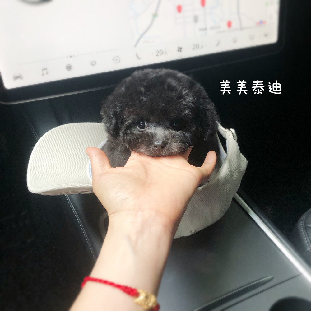 茶杯犬活物