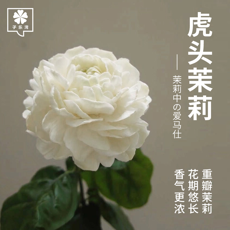 绿植盆栽 客厅