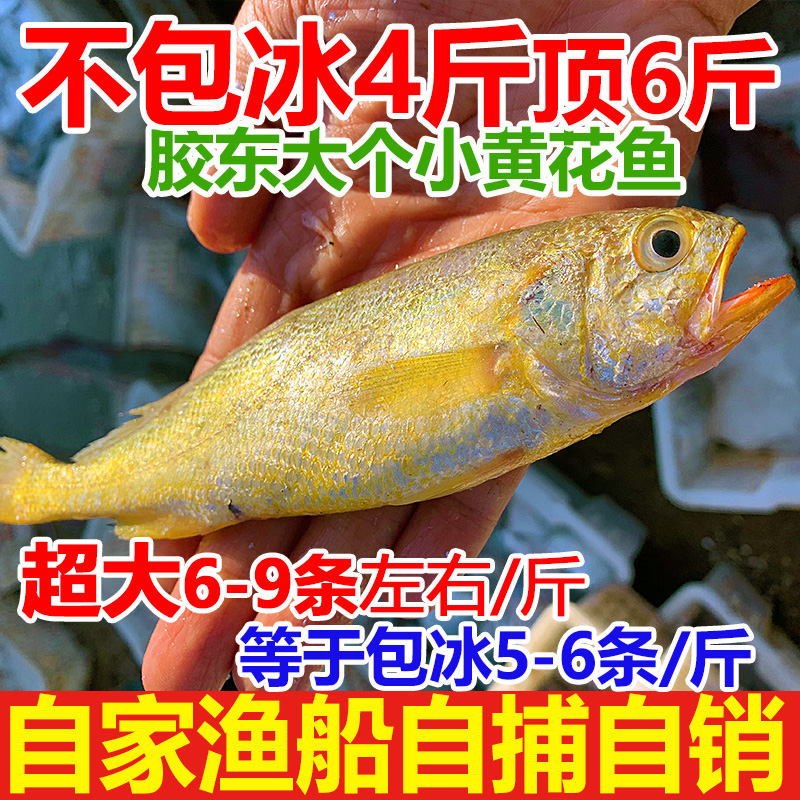 新鲜大黄鱼