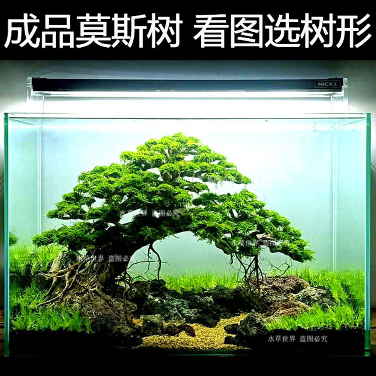 水族箱沉木