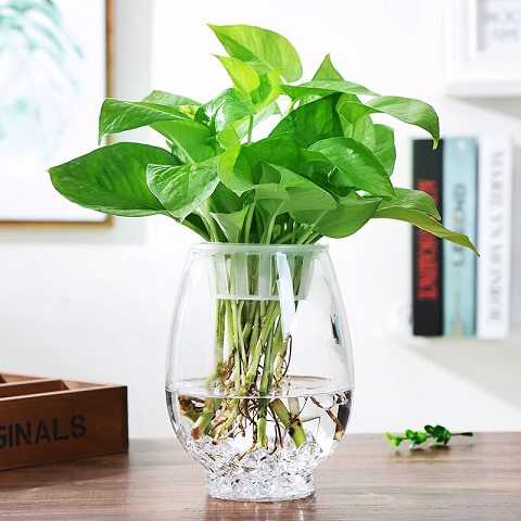 水培植物花瓶