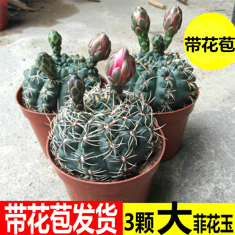 小绿植桌面