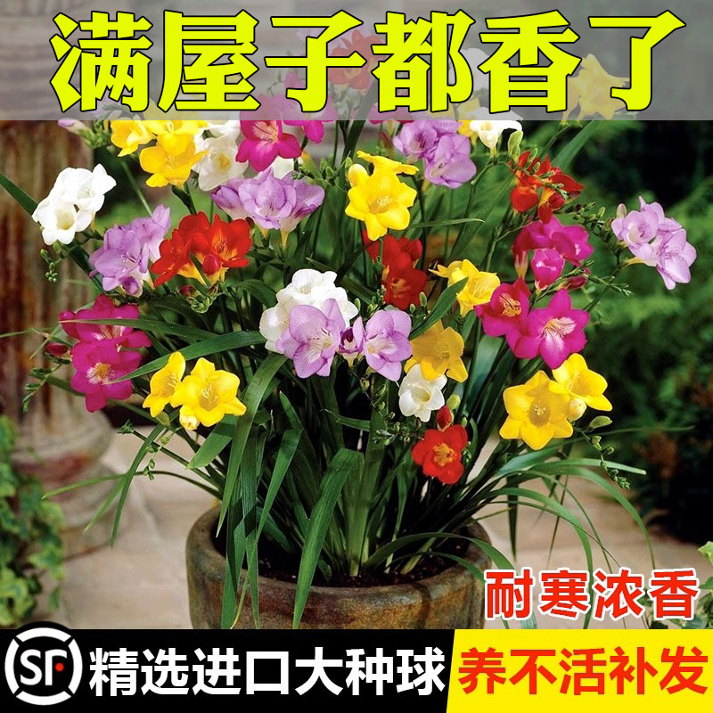 种球浓香型四季植物室内盆栽