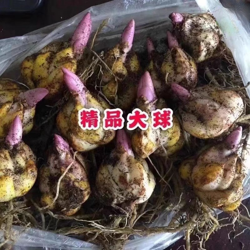 种球浓香型四季植物室内盆栽