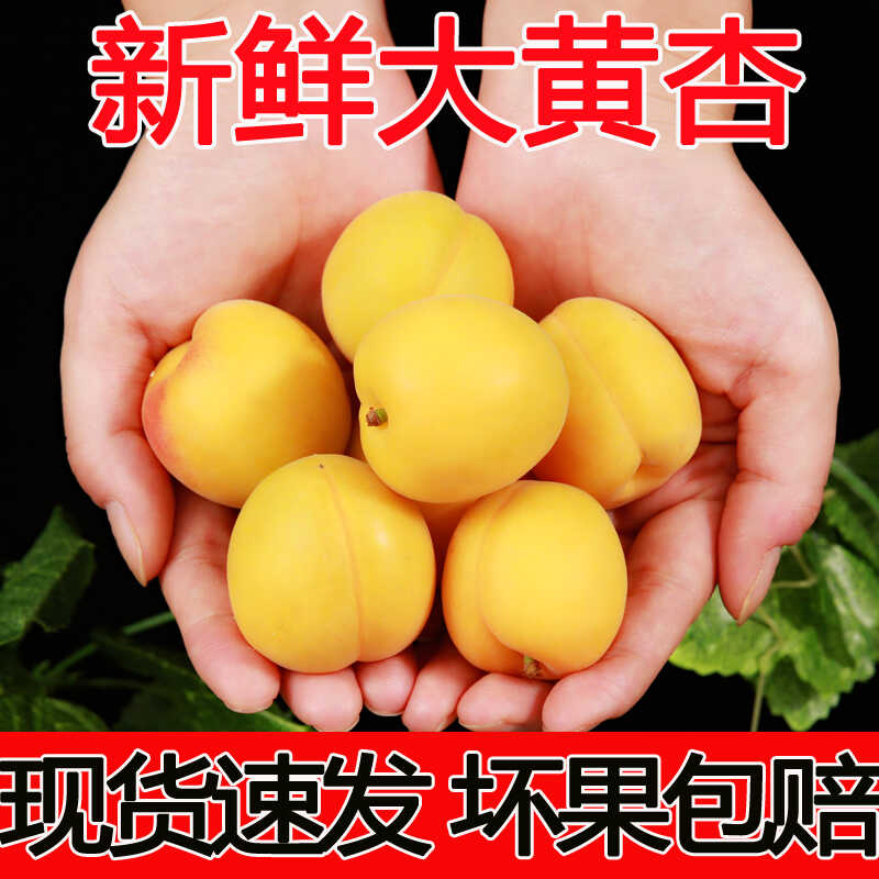 新鲜水果杏