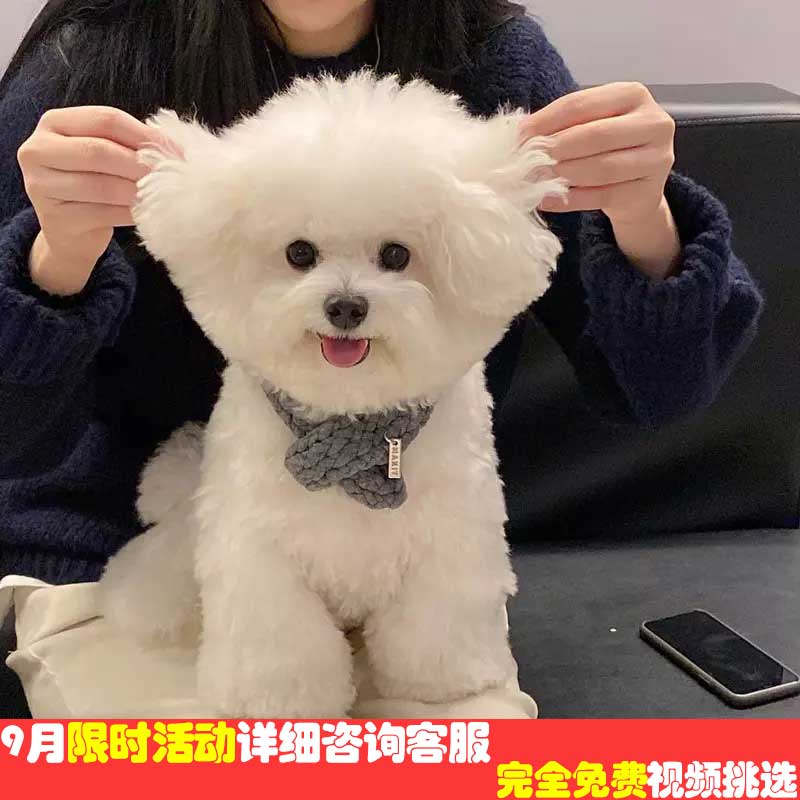 茶杯犬真狗