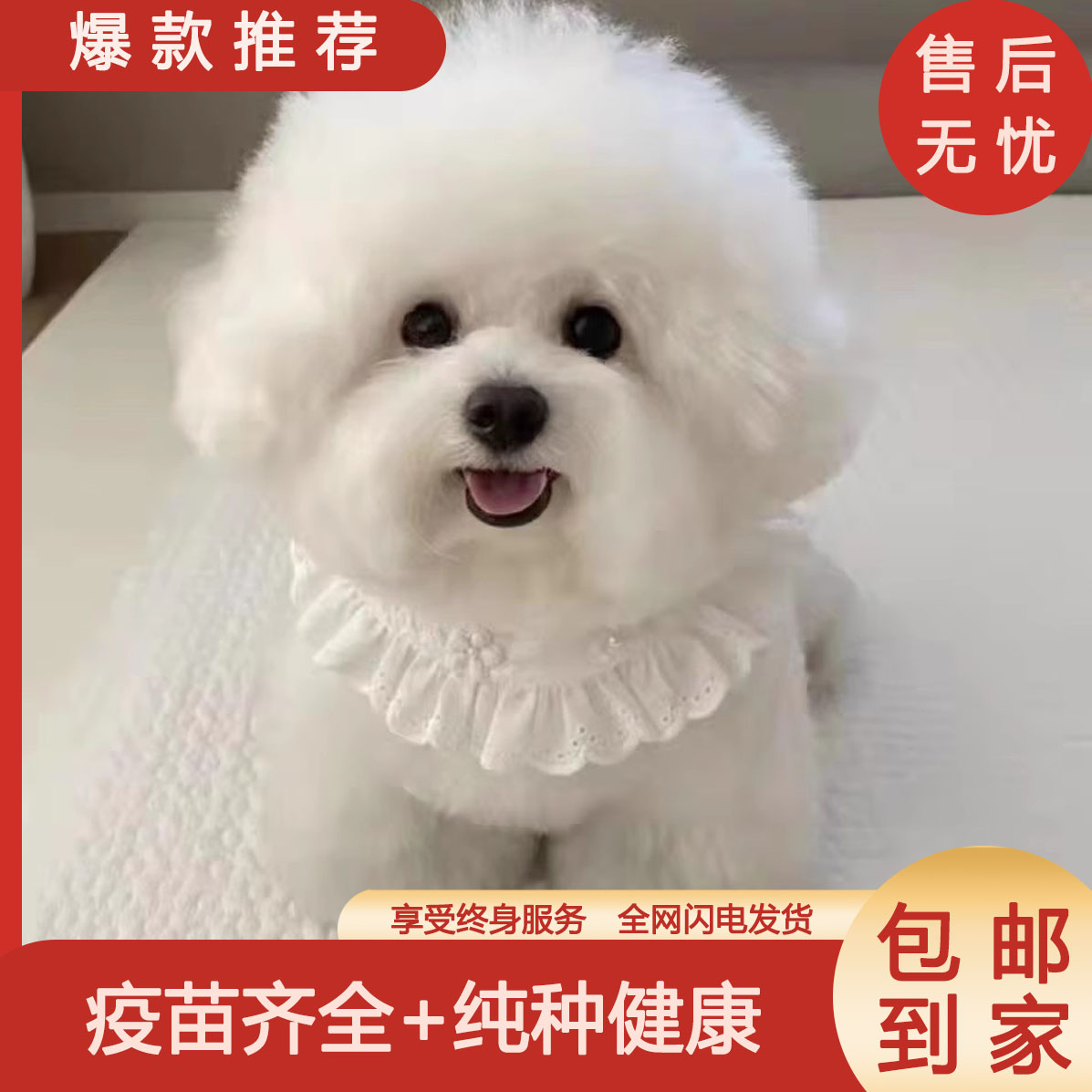 活体宠物贵宾犬