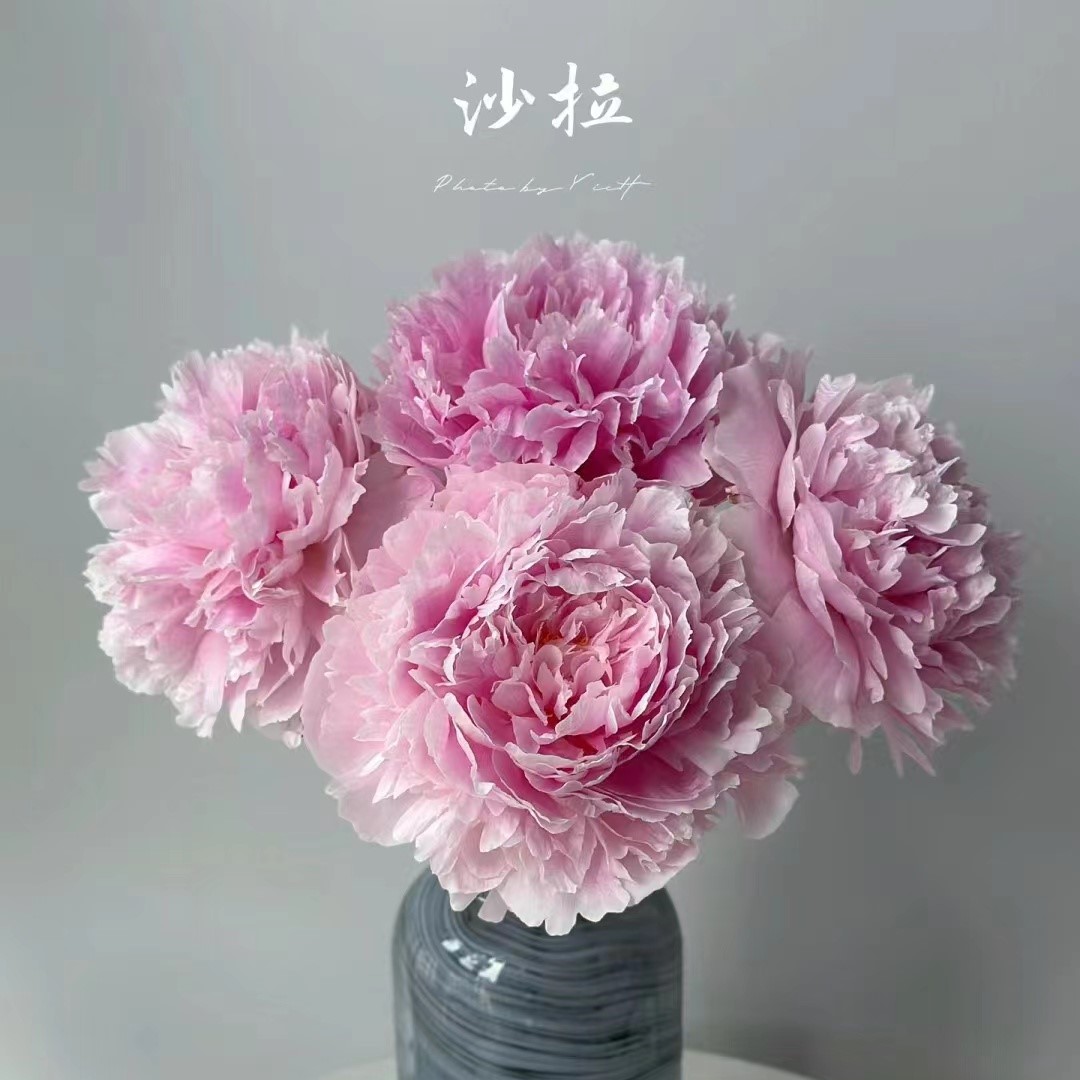 芍药 沙拉