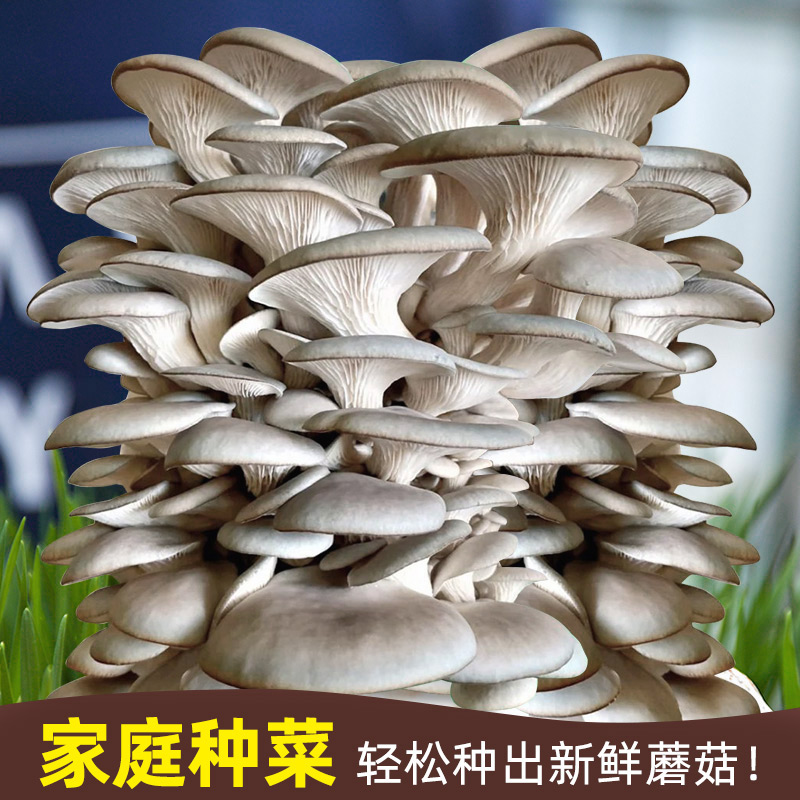 磨菇菌菇种包