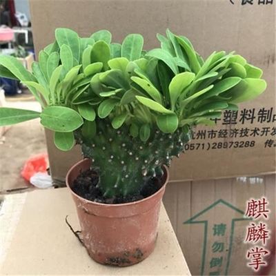 多肉植物玉麒麟