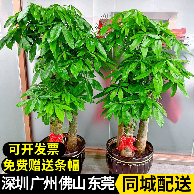 绿植盆栽大型 客厅 发财树