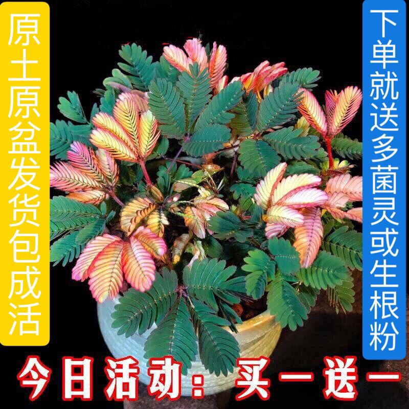 绿植盆栽小