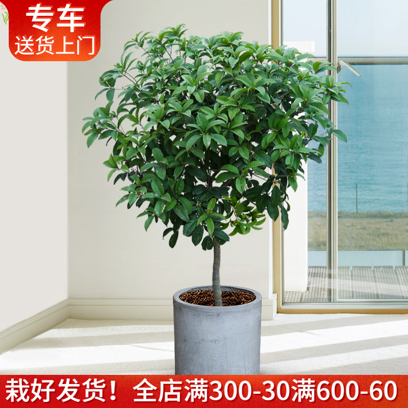 绿植盆栽大型户外