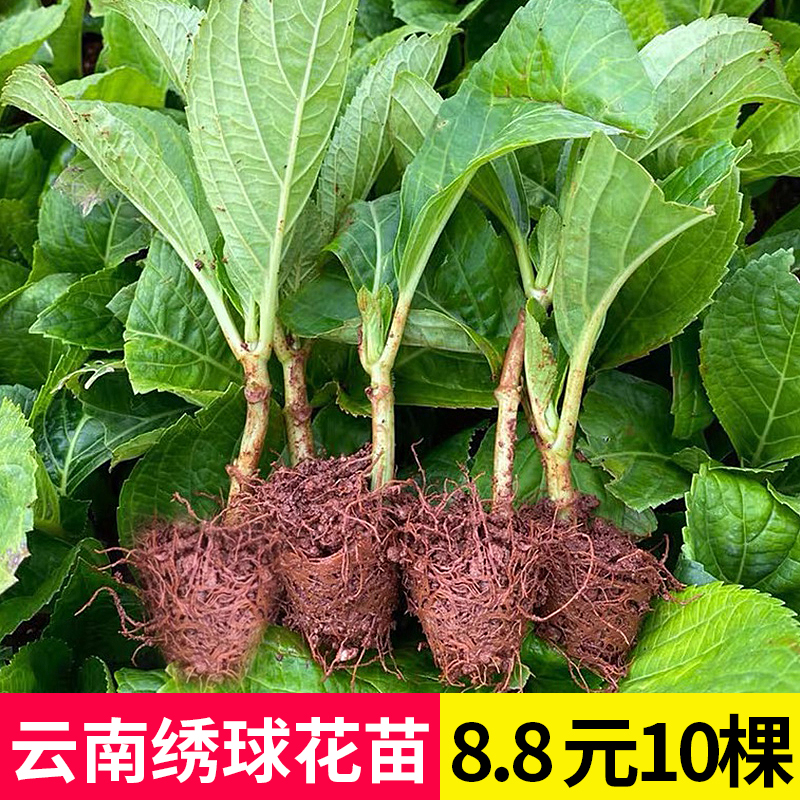 花卉植物室内