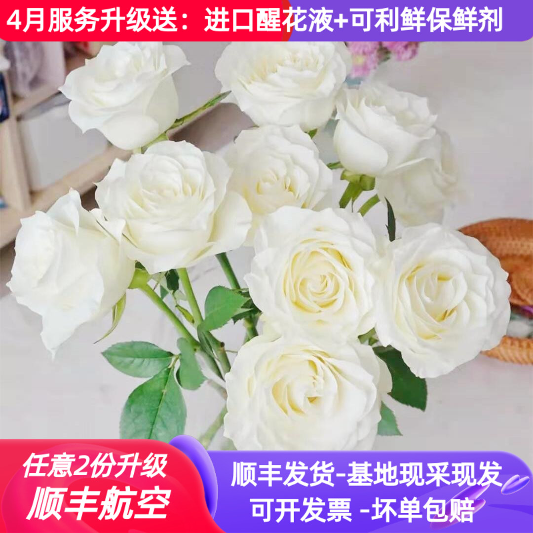 白玫瑰鲜花