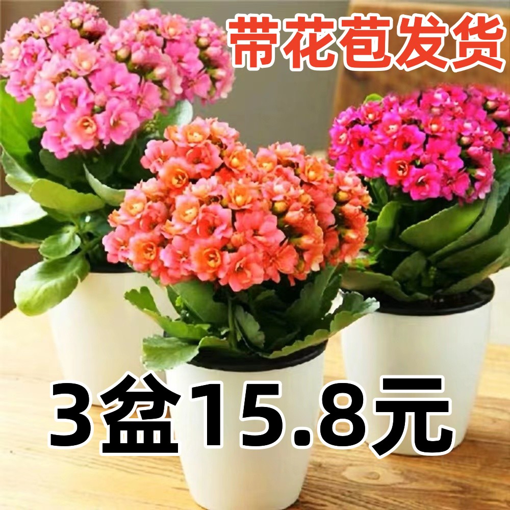 花卉盆栽易活四季