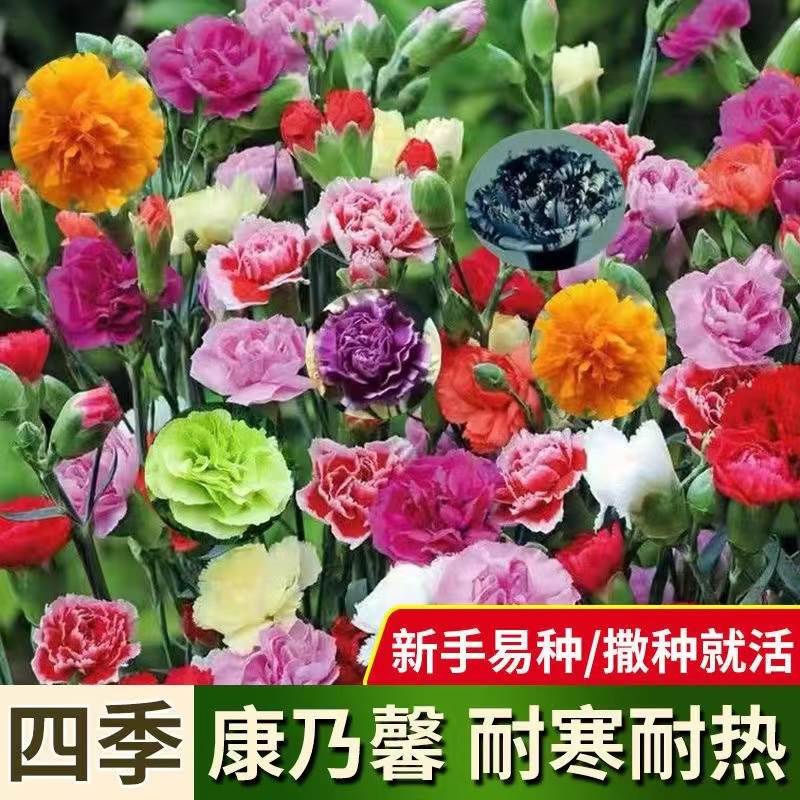 花卉盆栽易活四季