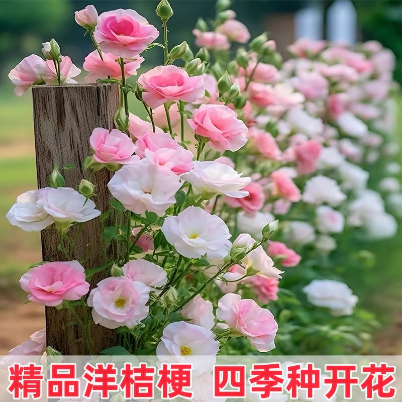 花卉盆栽易活四季