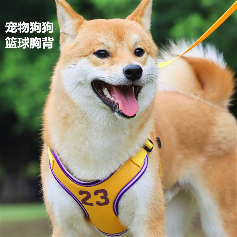 宠物牵引绳小型犬