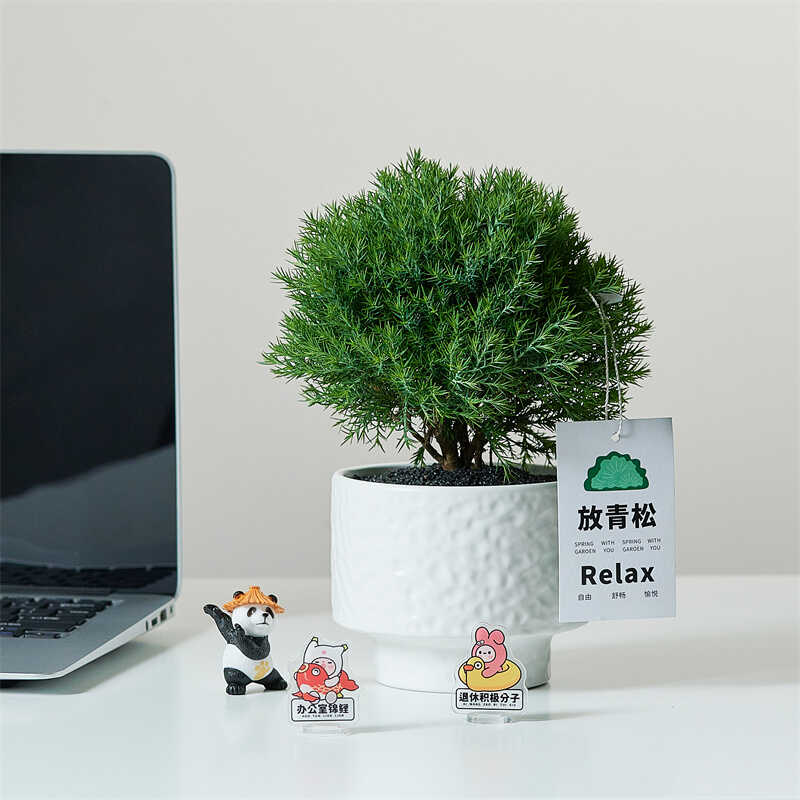 办公室桌面绿植小盆栽