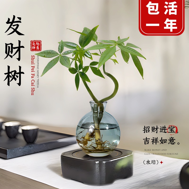 办公室桌面绿植小盆栽