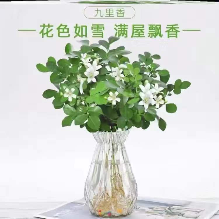 办公室桌面绿植小盆栽