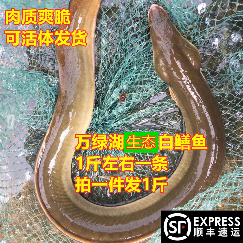 白鳗鱼鲜活