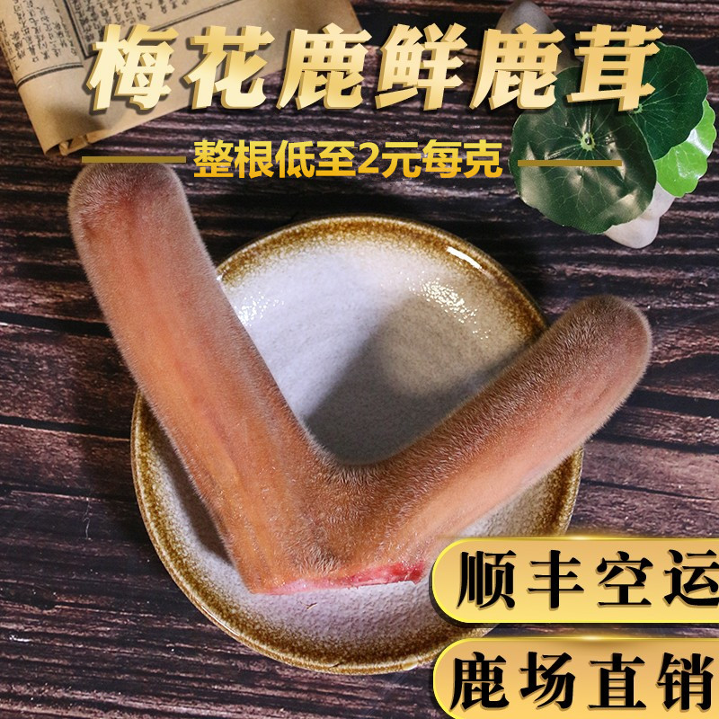 鲜鹿茸整枝