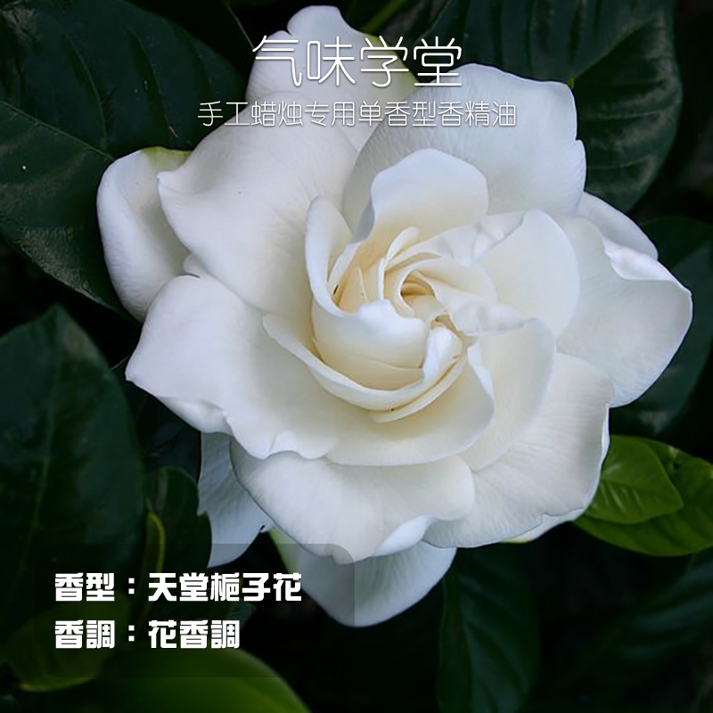 栀子花香薰蜡烛