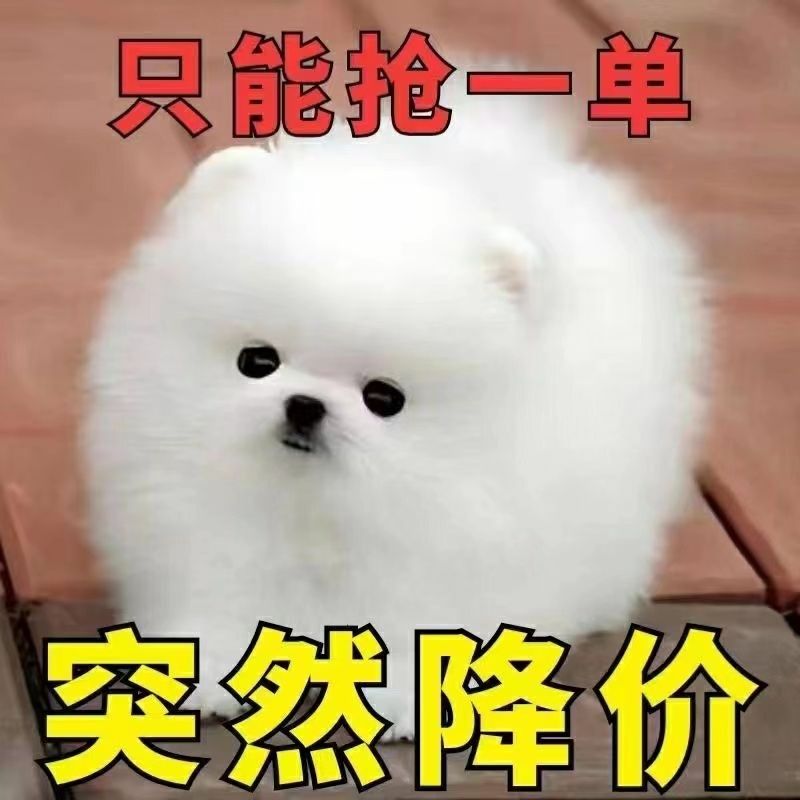 茶杯犬