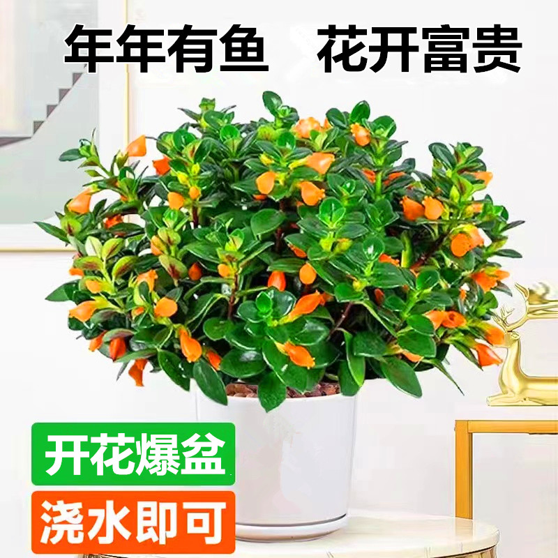 花卉盆栽易活四季吊兰