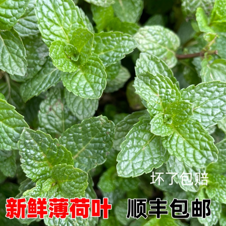 贵州特产野菜