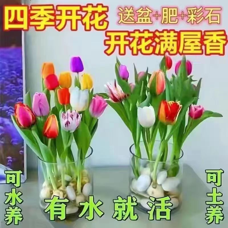 花卉大全四季开花