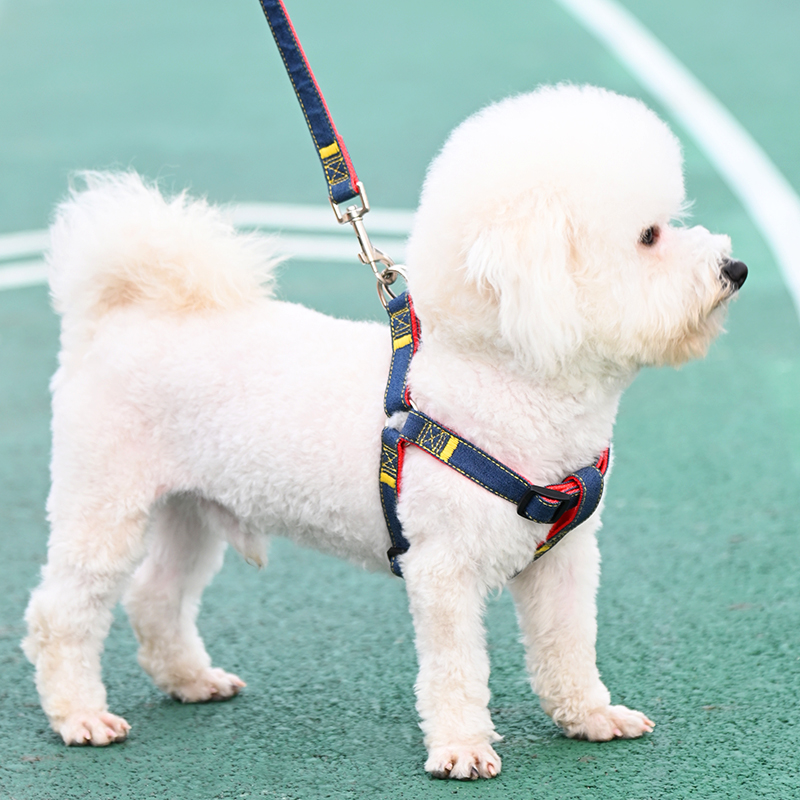 宠物狗小型犬