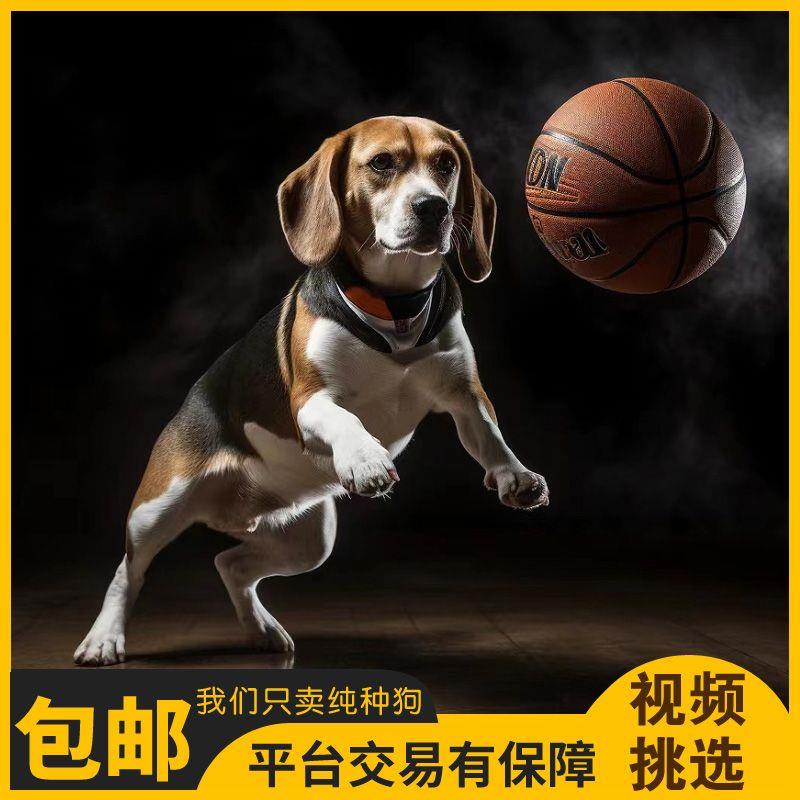 宠物狗小型犬