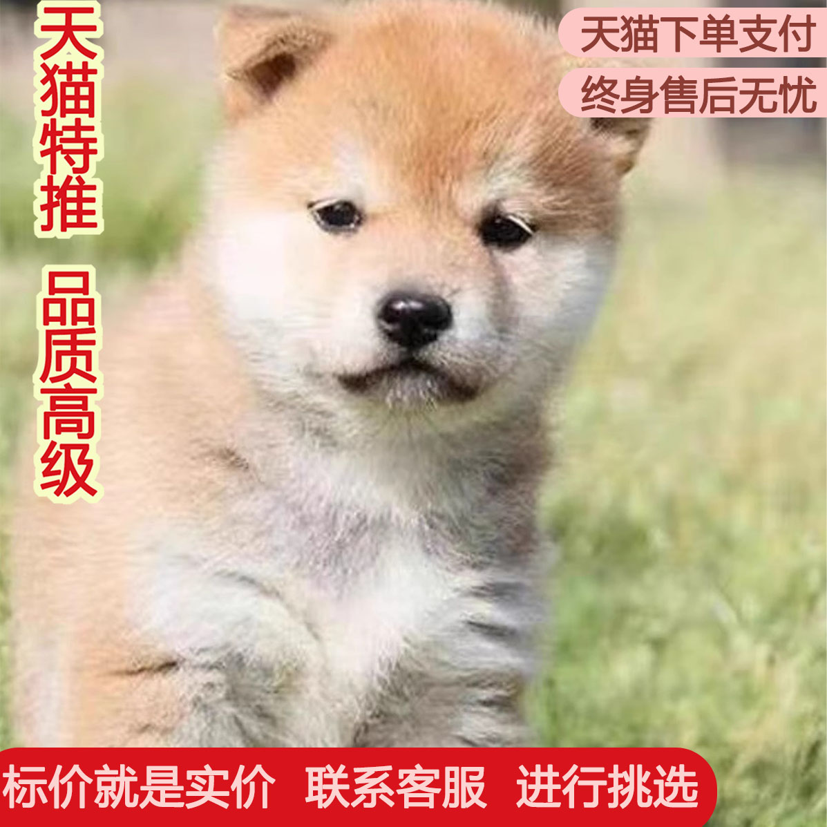 宠物狗活体小型犬