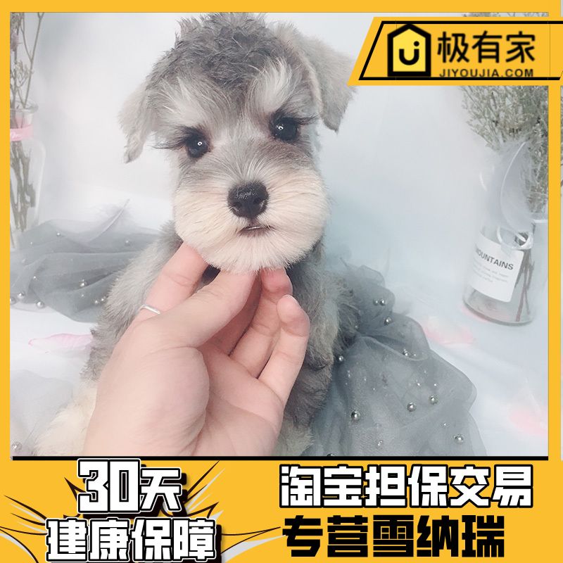 宠物狗活体小型犬