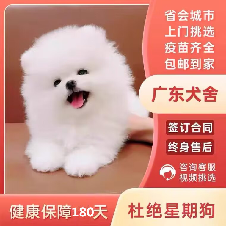 宠物狗活体小型犬