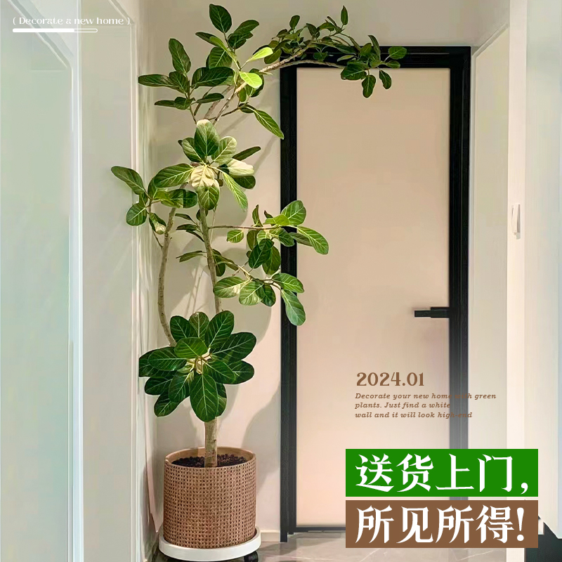 绿植室内大型