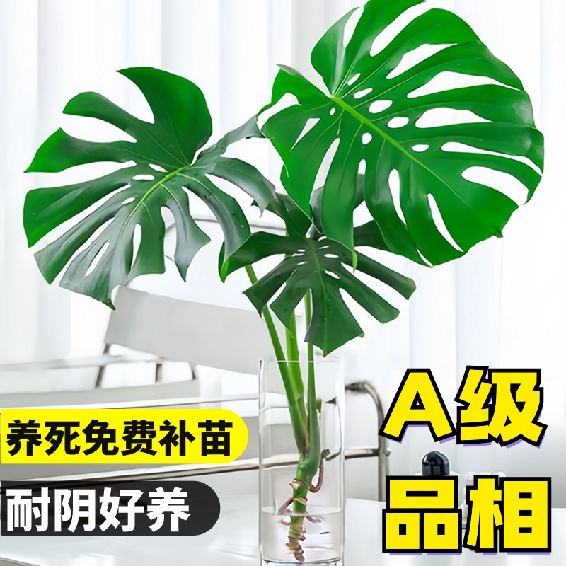 客厅绿植龟背竹