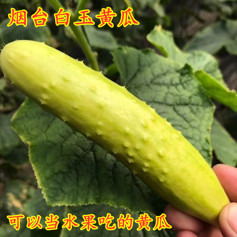 水果当季新鲜整箱黄瓜