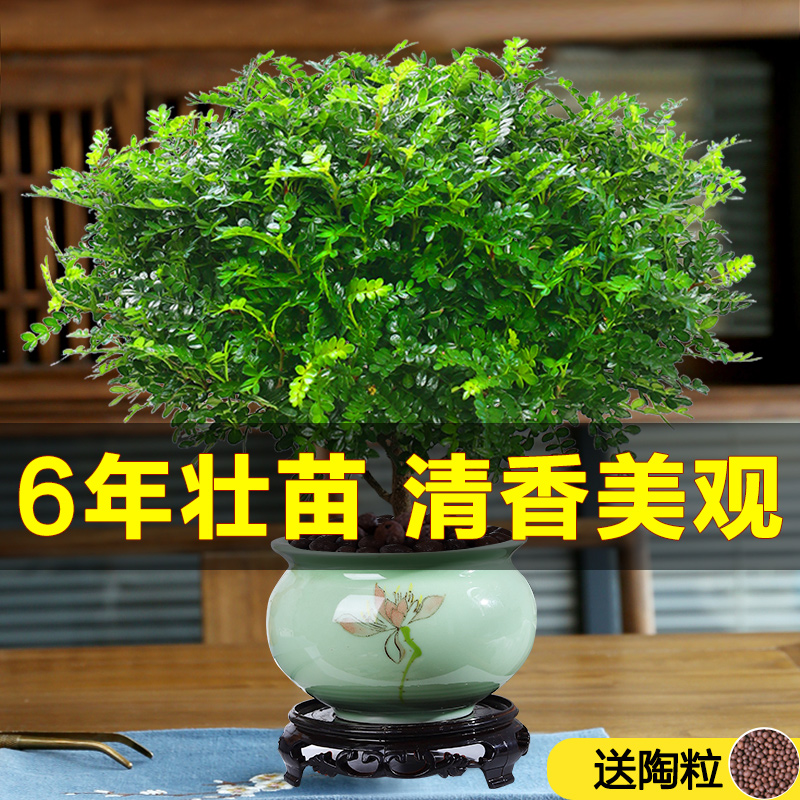 绿植客厅