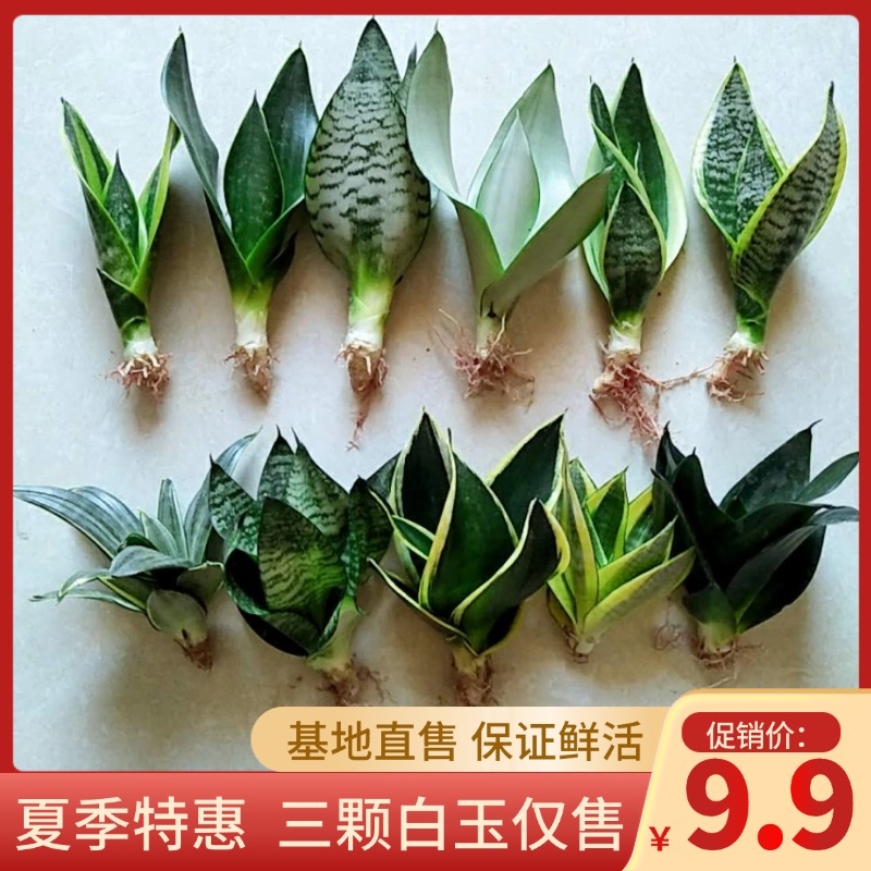 绿植客厅