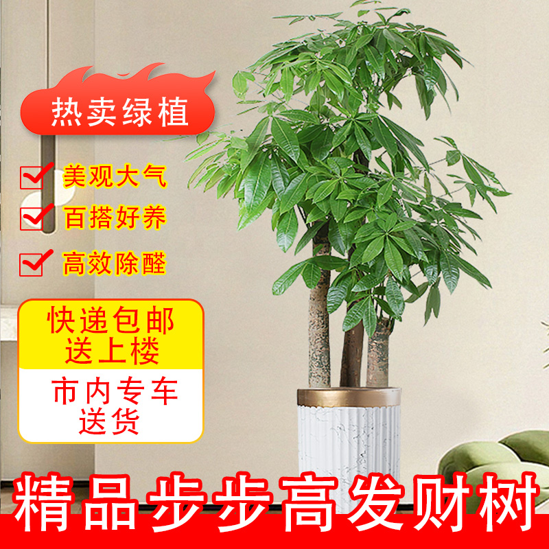 绿植客厅