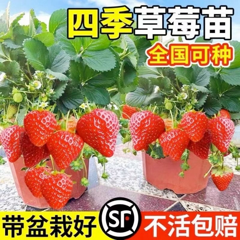 草莓苗四季结果