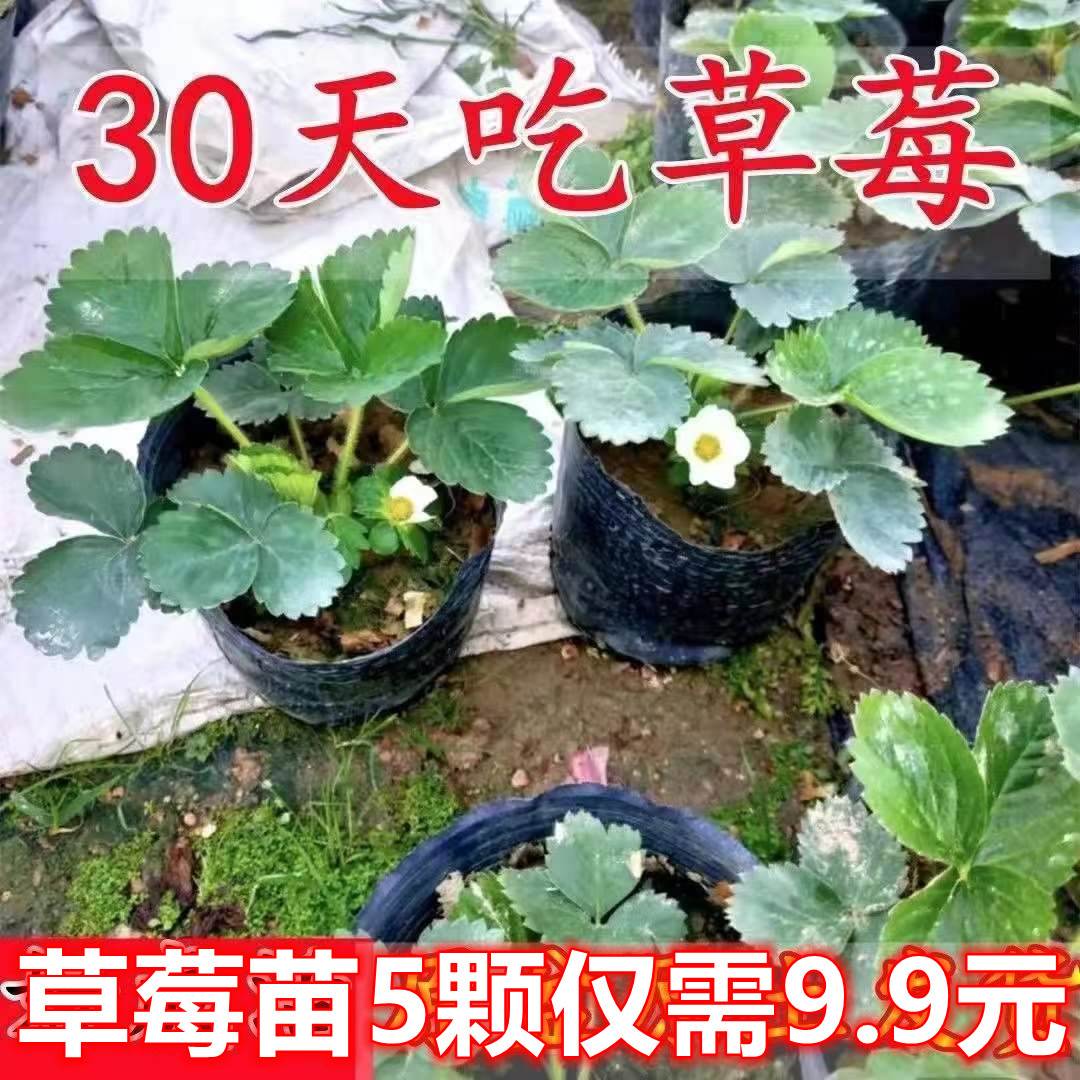 草莓苗四季结果