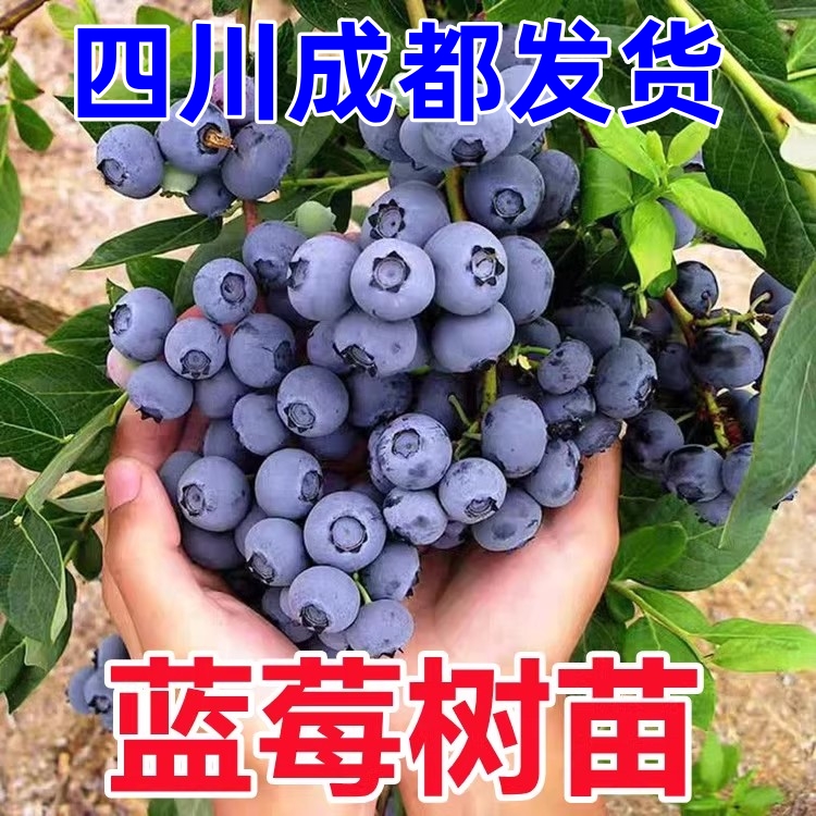 蓝莓苗带果