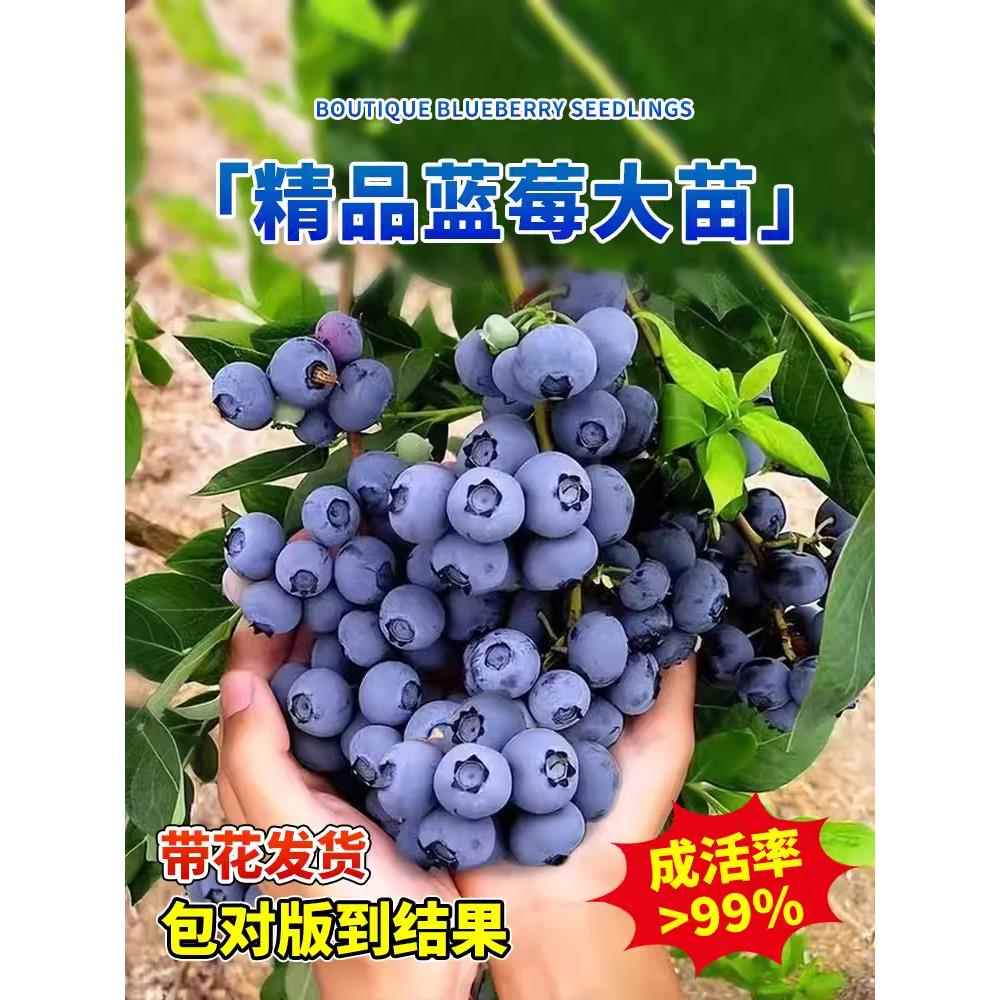 蓝莓苗带果
