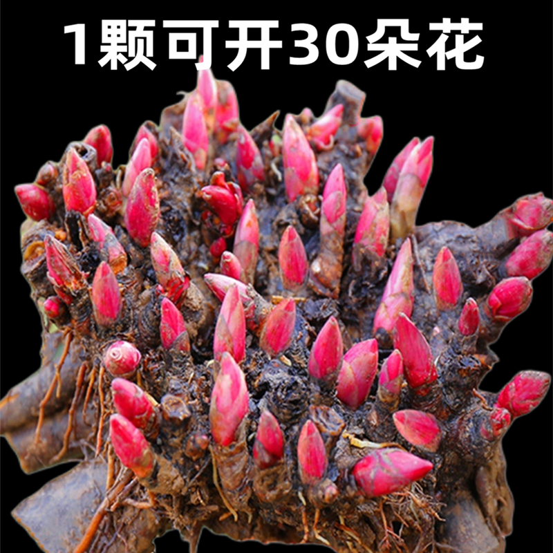 芍药盆栽带花