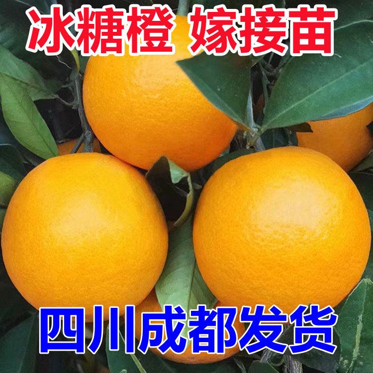 橙子树苗盆栽